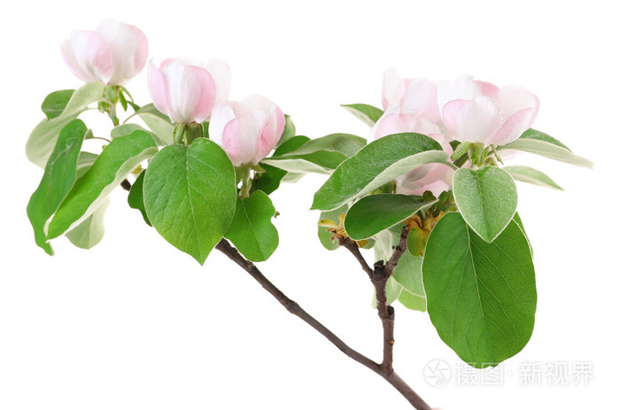 苹果树枝与孤立在白色的花朵