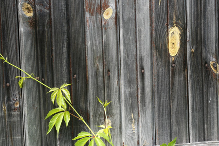 野生葡萄卷曲常春藤的旧老式木材的背景