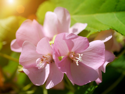 粉红色的dombeya花。 dombeya elegans