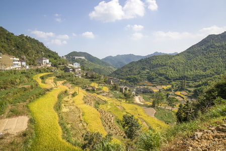 农村的稻谷梯田图片