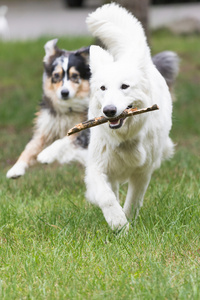 取白色瑞士牧羊犬