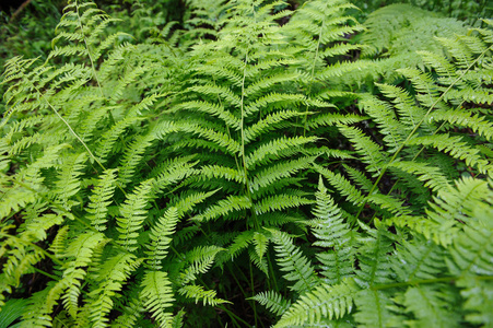 蕨类植物的布什图片