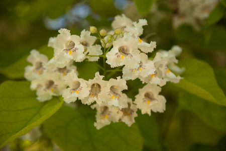 花不