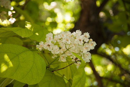 花不