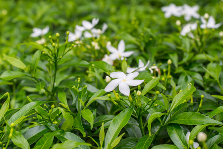 鲜花和绿色布什在花园里