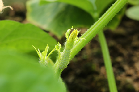 黄瓜幼苗蔬菜花园夏泉