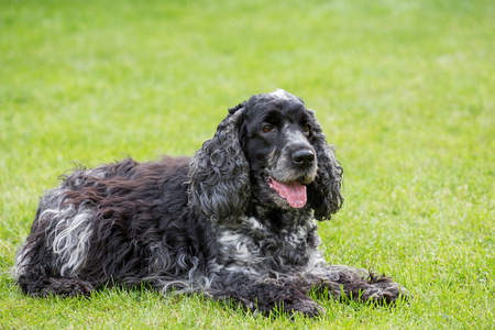 室外肖像的说谎英国可卡犬