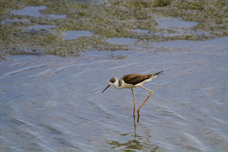 黑色翅膀的高跷，寻找食物，himantopus himantopus