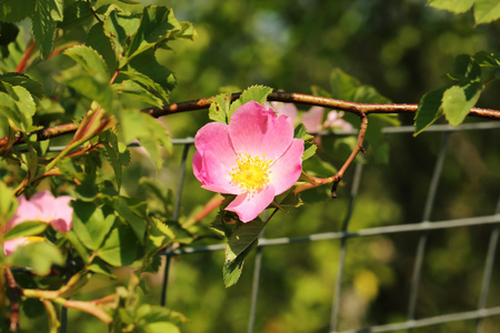 玫瑰玫瑰玫瑰丛在花园夏天春天