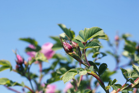 玫瑰花蕾野生玫瑰灌木在花园夏季春天