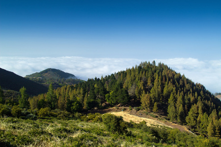 内陆的大加那利岛，查看在树顶朝云盖