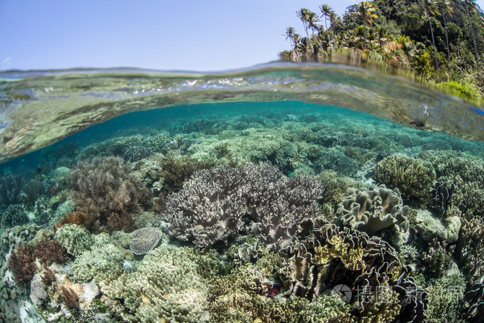 健康在太平洋的珊瑚礁