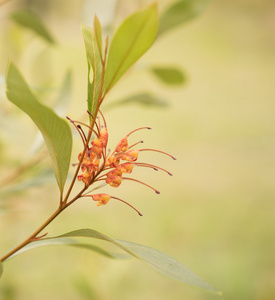 澳大利亚本土野花 Grevillea 蜘蛛花