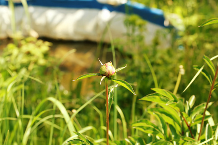 牡丹芽花卉园夏泉