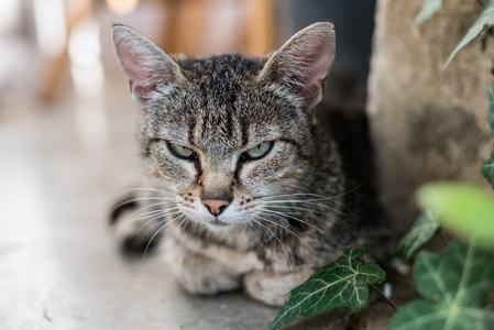 户外的猫