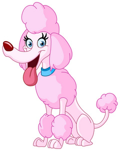 贵宾犬纯种狗图片