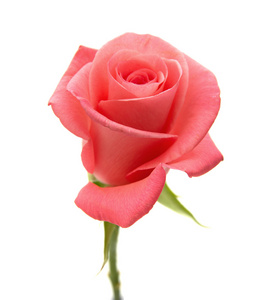 柔和的粉色玫瑰