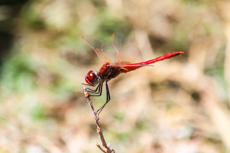 希腊塔索斯岛上的一条树枝上的红蜻蜓