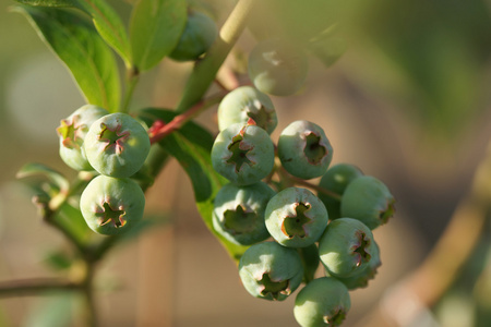 用绿色的蓝莓擦洗照片