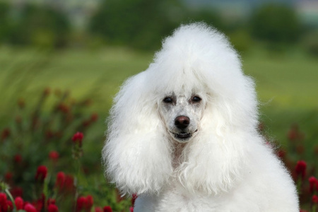 白色的贵宾犬肖像图片