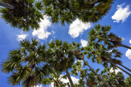 蓝蓝的天空棕榈树剪影