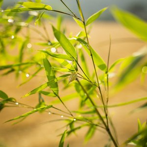 绿色模糊关闭了植物景观