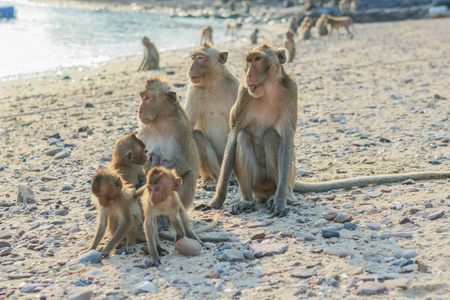 猴子的家庭在岸上