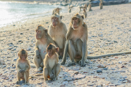 猴子的家庭在岸上