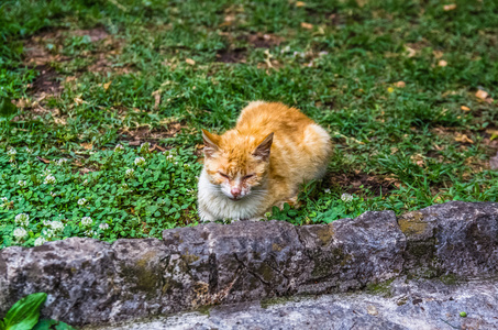 红猫休息在科托市, 黑山