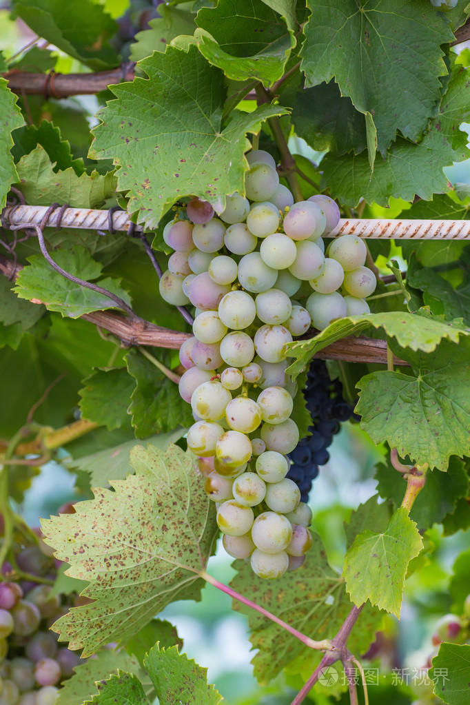 木桌上串葡萄与绿色藤叶在篮子里