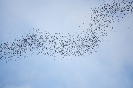蝙蝠群飞预兆图片
