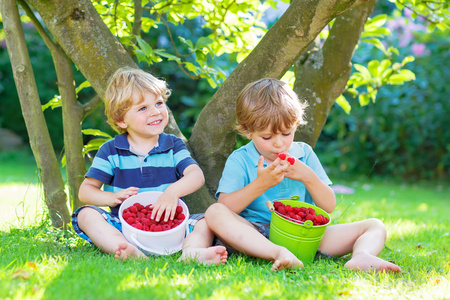 两个小的同级男孩在家里的花园里吃树莓