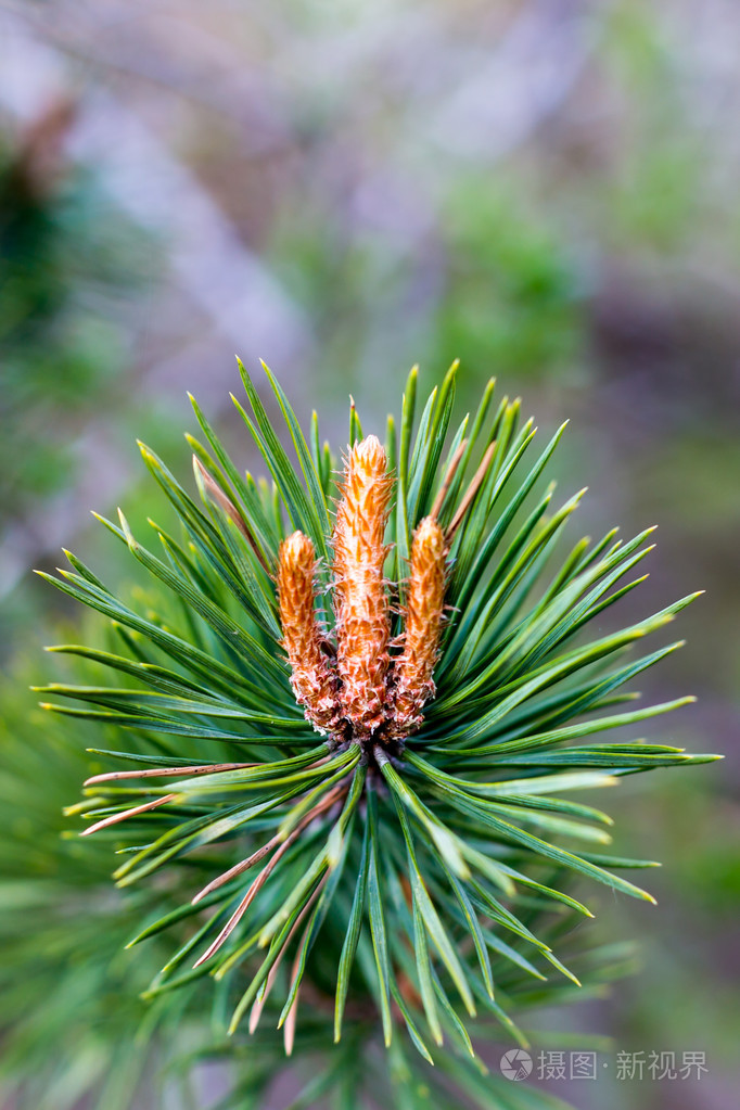 毛树或松树的明亮绿色带刺branche