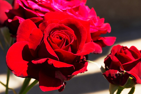 美丽精致的玫瑰在黑暗的背景下背光。 广告制作中模糊组合的选择性聚焦和空间
