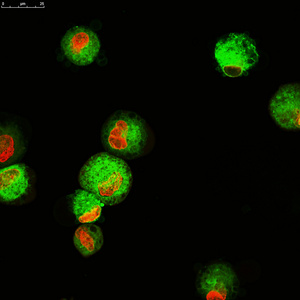 荧光分子标记的 dendriric 细胞