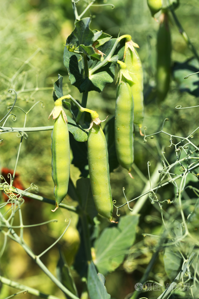 正宗的成熟的豆荚豌豆生长在花园前的特写