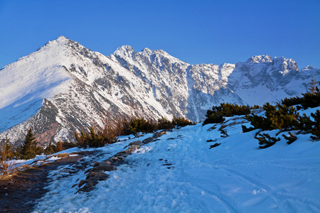 山雪风景用松树图片