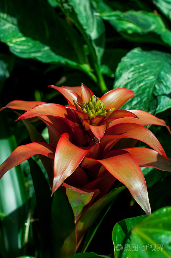 凤梨花照片-正版商用图片1jf6xs-摄图新视界