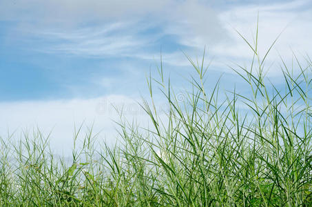 青草草地和天空