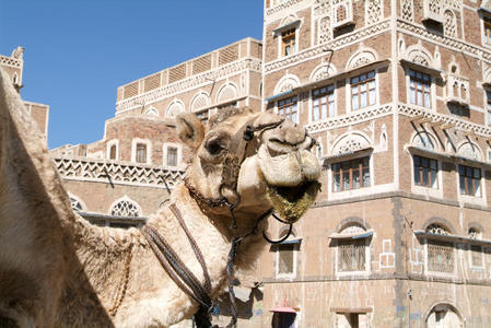 骆驼在老萨那装饰过的房子前