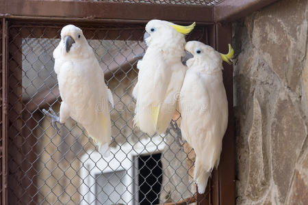 羽毛 动物园 凤头鹦鹉 伽利略 动物 可爱的 美女 鸟笼