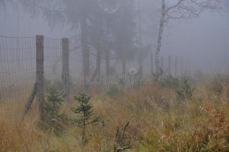 雾中的森林栅栏