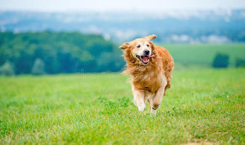 奔跑的金毛猎犬照片