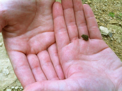 宝宝青蛙手上的小青蛙宝宝照片