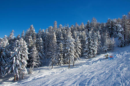 阿尔卑斯山冬季的冷杉树