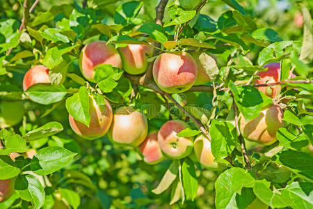 种植苹果