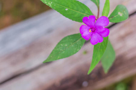 野生紫花