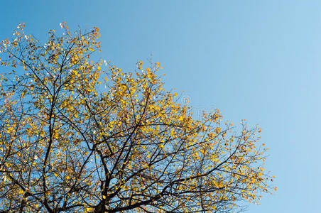 蓝天背景下的秋树