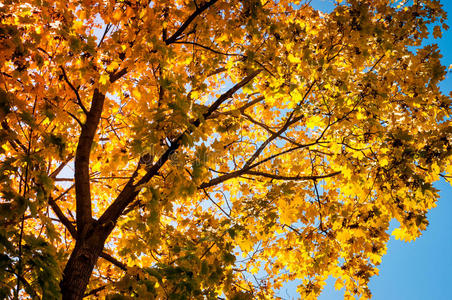 蓝天背景下的秋树