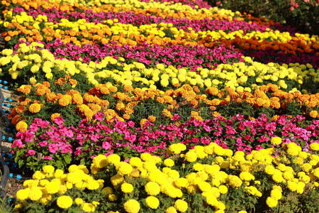 万寿菊花坛图片